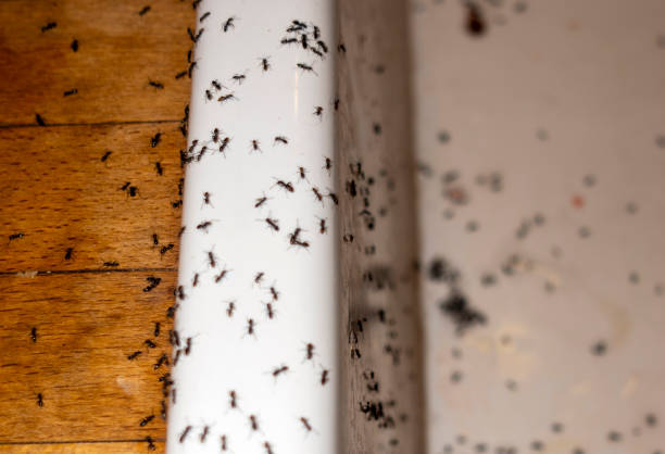 Best Exterminator Services  in Seminole, TX
