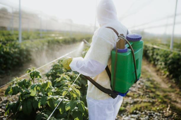 Best Local Pest Control Services  in Seminole, TX